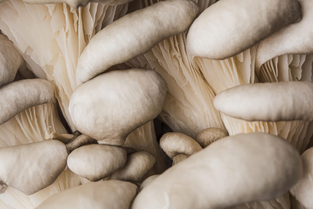 beautiful-macro-fresh-mushroom