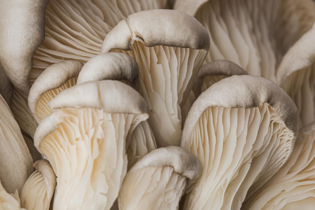 beautiful-macro-fresh-mushroom (2)